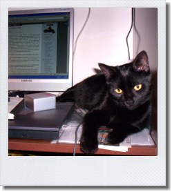 Othello gatto nero